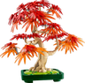 Japanese Red Maple Bonsai Tree