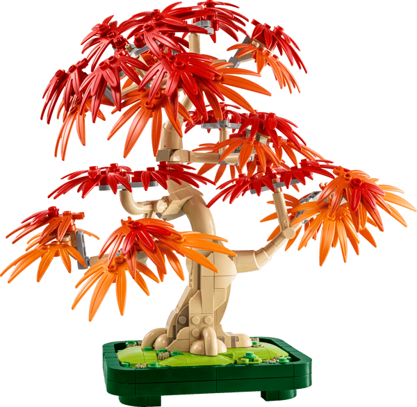 Japanese Red Maple Bonsai Tree - Image 1