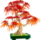Japanese Red Maple Bonsai Tree