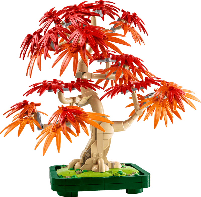 Bonsaï d’érable rouge du Japon - Image 1
