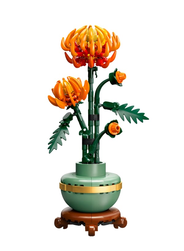 Krysantemum