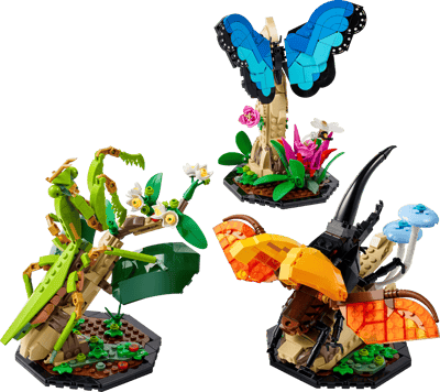 La collection d’insectes