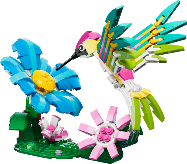 Animaux sauvages : le colibri coloré