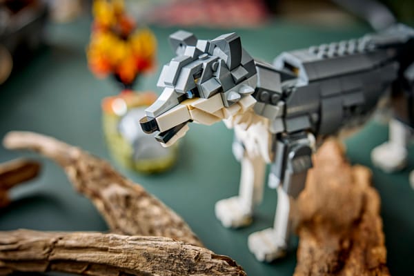 Forest Animals: Gray Wolf - Image 15