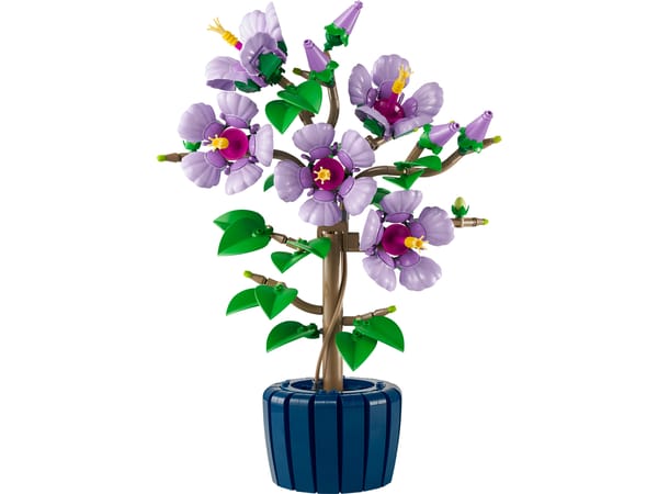 Hibiscus