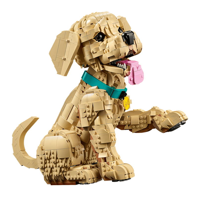 Golden Retriever Puppy