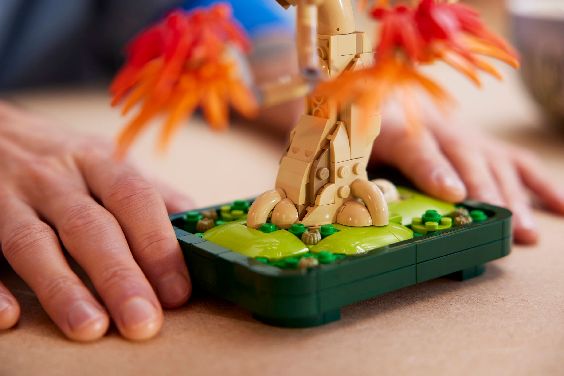 Japanischer Roter Ahorn – Bonsai-Baum 10348 | The Botanical