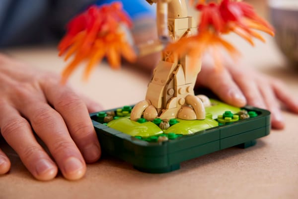 Japanese Red Maple Bonsai Tree - Image 11