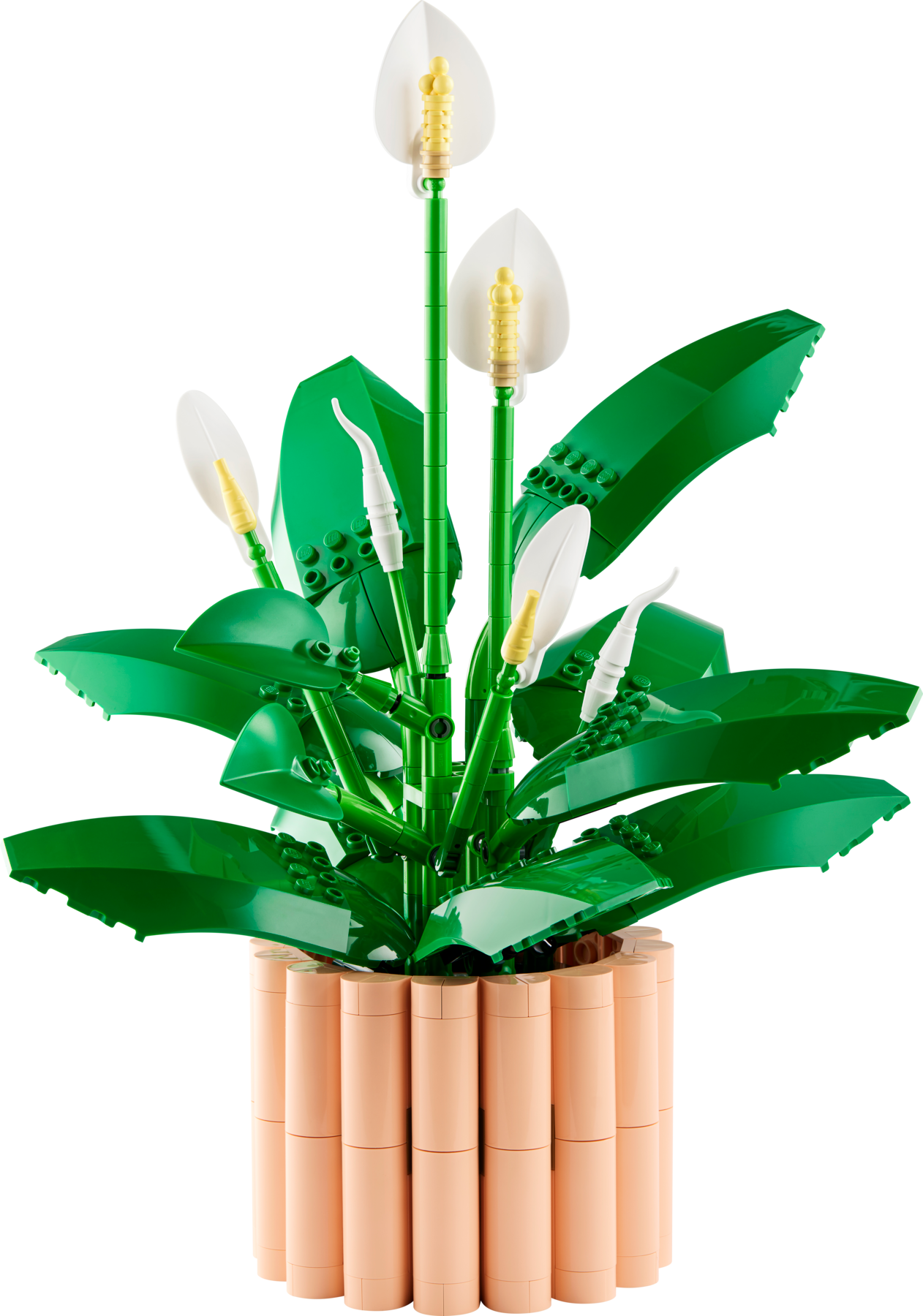 Peace Lily 11504 | The Botanical Collection | Buy online at the
