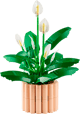 Peace Lily