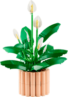 Peace Lily