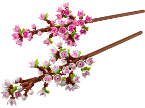Les fleurs de cerisier