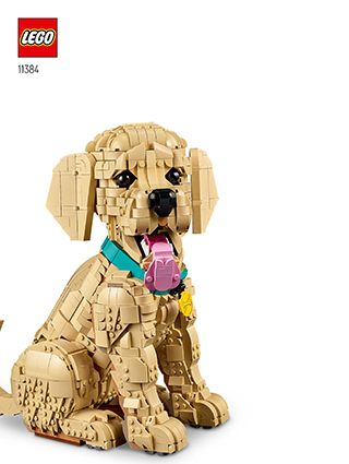 金毛幼犬说明书